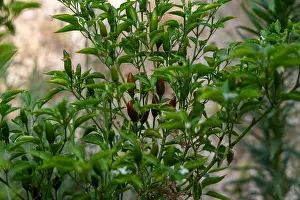 A close-up view of a chili pepper plant showcasing its vibrant green leaves