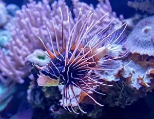 Venom Prints: Close-up view of a Clearfin Lionfish (Pterois radiata)