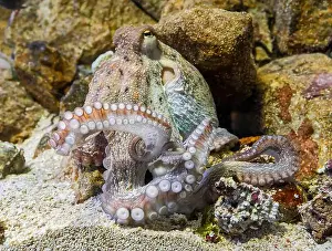 Pelagic Prints: Close-up view of a Common Octopus (Octopus vulgaris)
