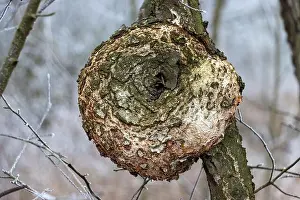 Arboreal Prints: Close-up view of a round growth on a tree branch in a winter forest