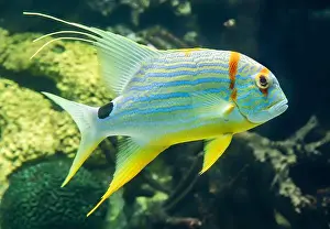 Snapper Prints: Close-up view of a Sailfin snapper (Symphorichthys spilurus)