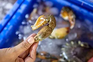 Pelagic Prints: Close-up view of woman hand holding crab craw