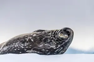 Whisker Prints: Close-up of a Weddell seal -Leptonychotes weddellii- resting on a small iceberg near Cuverville Island on the Antarctic