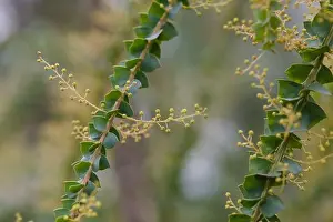 Beauty Of Nature Prints: Close-up of Wedge-Leaved Wattle / Acacia pravissima