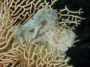 Cnidarians Prints: Close-up of a well-camouflaged fish