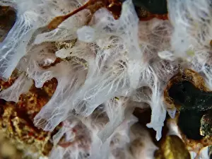 Spongia Prints: Close-up of white sponge (Petromica massalis)