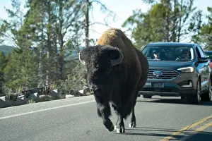 Roaming Prints: close-up of wild American Bison, Yellowstone National Park USA