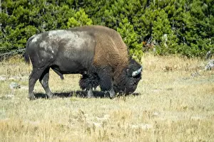 Roaming Prints: close-up of wild American Bison, Yellowstone National Park USA