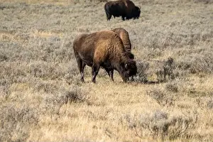 Roaming Prints: close-up of wild American Bison, Yellowstone National Park USA