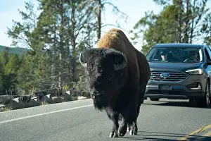 Roaming Prints: close-up of wild American Bison, Yellowstone National Park USA