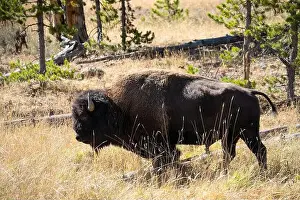 Roaming Prints: close-up of wild American Bison, Yellowstone National Park USA