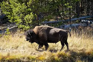 Roaming Prints: close-up of wild American Bison, Yellowstone National Park USA