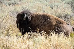 Roaming Prints: close-up of wild American Bison, Yellowstone National Park USA