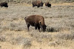 Roaming Prints: close-up of wild American Bison, Yellowstone National Park USA