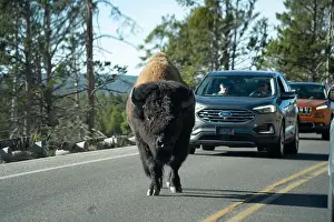 Roaming Prints: close-up of wild American Bison, Yellowstone National Park USA