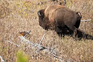 Roaming Prints: close-up of wild American Bison, Yellowstone National Park USA