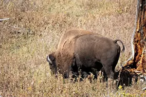 Fabulous Prints: close-up of wild American Bison, Yellowstone National Park USA