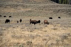 Fabulous Prints: close-up of wild American Bison, Yellowstone National Park USA