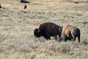 Fabulous Prints: close-up of wild American Bison, Yellowstone National Park USA