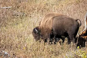 Fabulous Prints: close-up of wild American Bison, Yellowstone National Park USA