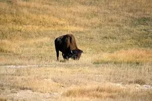 Fabulous Prints: close-up of wild American Bison, Yellowstone National Park USA