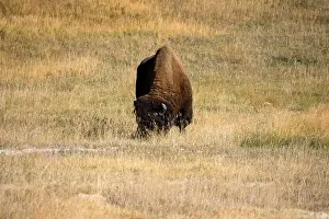 Fabulous Prints: close-up of wild American Bison, Yellowstone National Park USA