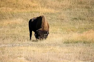 Fabulous Prints: close-up of wild American Bison, Yellowstone National Park USA