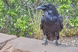 Alertness Prints: Close-up of a Wild black Raven standing on a wall
