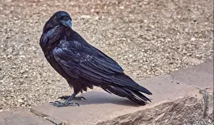 Alertness Prints: Close-up of a Wild black Raven standing on a wall
