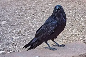 Alertness Prints: Close-up of a Wild black Raven standing on a wall