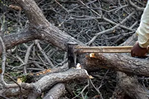 Woodwork Prints: Close-up of woodcutter axe in motion, bring down trees concept
