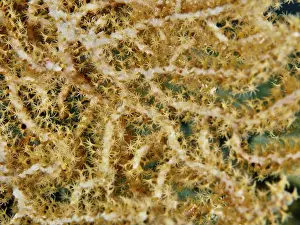 Horn Corals Prints: Close-up of Yellow gorgonian (Echinogorgia) with fine