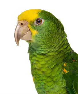 Young Animal Prints: Close-up of a Yellow-headed Amazon (6 months old), against white background