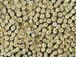 South France Prints: Close-up of yellowish coral with detailed texture