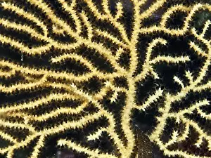 South France Prints: Close-up of yellowish gorgonian structure with fine branching