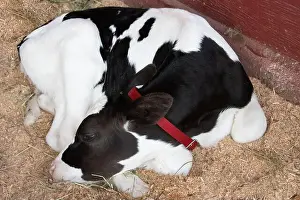 Close-up of a young black and white Calf lying down in an animal pen, Saanich Fair, Saanich, British Columbia, Canada