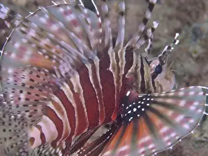 Scorpaenidae Prints: Close-up of a zebra dwarf lionfish (Dendrochirus zebra) with striking fin pattern