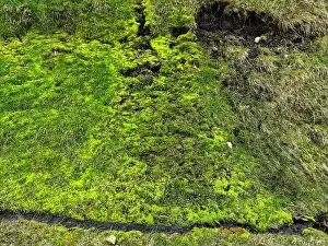 Lichen Prints: Close up of a vibrant green moss patch growing on a surface in Iceland