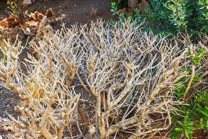 Close up view of dry tree branches in sunny garden with green bushes in background. Greece