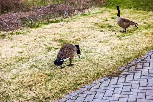Paved Prints: Close up view of two geese on yellow-green lawn beside paved walkway in park on spring day