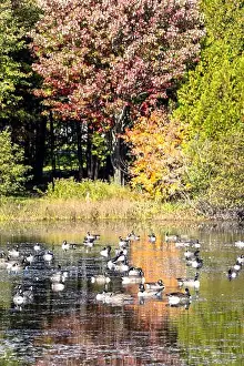Lush Foliage Prints: Close view of a group of Canada geese on a pond