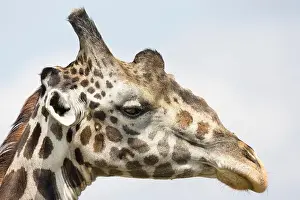 Heads Prints: Close up view of the head of a male giraffe in profile