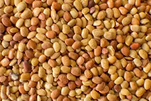 Legume Prints: Close view of horse gram seeds which is used in cooking