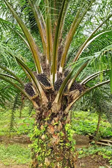 Monoculture Prints: Close view of oil palm tree top with fruit