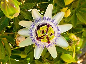 Passion Flower Prints: Close up view of passion flower passiflora with distinctive petals