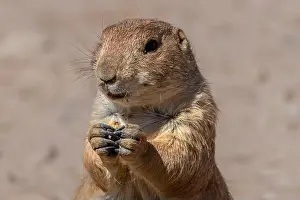 Burrow Prints: Close up view of a prairie dog eating