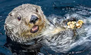 Keystone Species Prints: Close up view of a sea otter (Enhydra lutris) who enjoys a meal of mussels