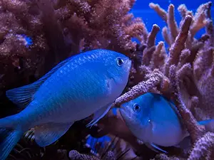 Shimmering Prints: Close view of two small perch between reddish corals