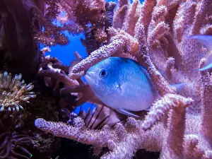 Shimmering Prints: Close view of a small perch between reddish corals