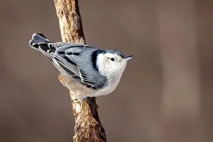 Natural Background Prints: up close white-breasted nuthatch resting on a branch